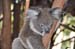 Brisbane 014