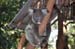 Brisbane 018