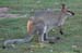Brisbane 034