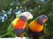Brisbane 064