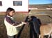 Comodoro (98)