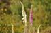 South Island 035
