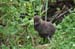 South Island 045
