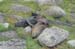 South Island 048
