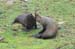 South Island 086
