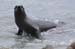 South Island 108