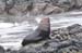 South Island 118