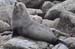 South Island 129