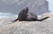 South Island 139