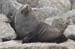 South Island 152