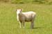 South Island 628