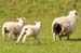 South Island 630