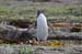 South Island 658