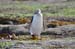 South Island 659