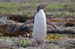 South Island 661