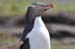 South Island 663