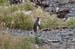 South Island 725