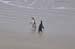 South Island 729