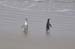 South Island 731