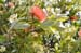 North Island 006