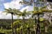 North Island 060