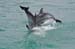 North Island 195