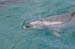 North Island 206