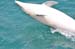 North Island 210