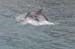 North Island 211