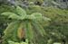 North Island 290