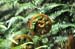 North Island 374