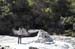 North Island 446