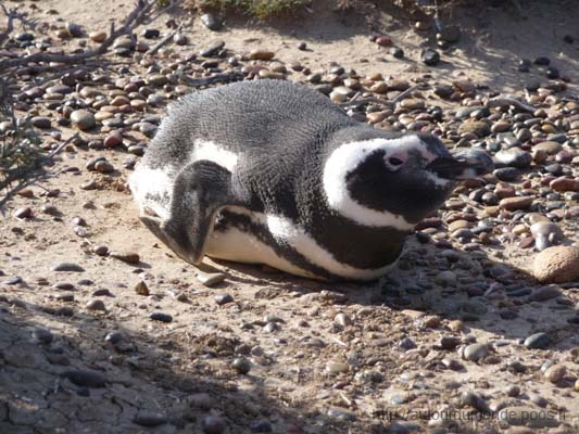 Punta Tombo (01)