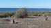 Punta Tombo (10)