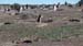 Punta Tombo (20)
