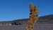 Salar (40)