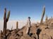 Salar (65)
