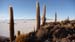 Salar (75)