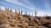 Salar (87)