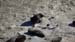 Puerto Madryn (040)