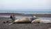 Puerto Madryn (326)