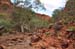 Kings Canyon 023