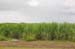 Vers Cairns 023