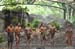 Cairns 008