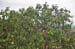 Cairns 118