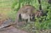 Cairns 145