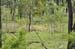 Cairns 191