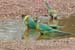 Flinders Ranges 013