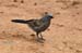 Flinders Ranges 015