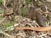 Flinders Ranges 022